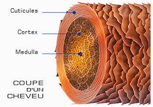 coupe-transversale-cheveu