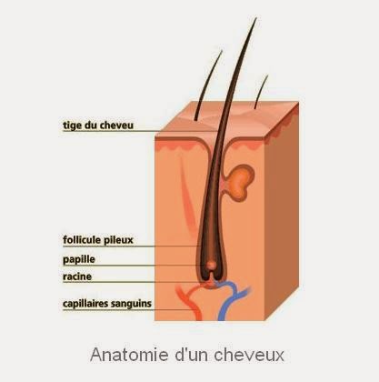 Anatomie d'un cheveu